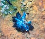 Clinoclaas - Majuba Hill, Nevada, USA, Ophalen of Verzenden, Mineraal