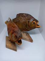Taxidermie 2x Opgezette Piranha, Verzamelen, Dierenverzamelingen, Ophalen of Verzenden, Gebruikt, Overige soorten, Opgezet dier