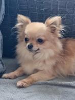 Te koop pomchi teefje, Dieren en Toebehoren, Overige rassen, CDV (hondenziekte), Teef, Eén hond