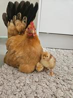 Wyandotte haan rood porselein, Dieren en Toebehoren, Pluimvee, Mannelijk, Kip