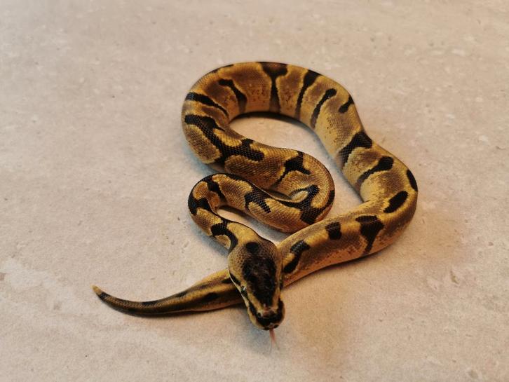 1.0 Super Enchi Koningspython