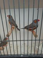 div vogels, Dieren en Toebehoren, Vogels | Overige Vogels, Meerdere dieren, Tropenvogel