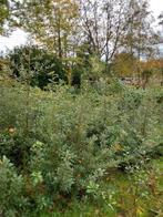 Steeneik Quercus ilex, Tuin en Terras, Planten | Bomen, Bloeit niet, Halfschaduw, 100 tot 250 cm, Overige soorten