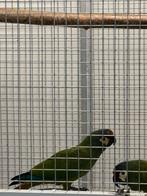 Ara Maracana pop, Dieren en Toebehoren, Vogels | Parkieten en Papegaaien, Vrouwelijk, Papegaai, Geringd