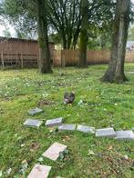 Prachtige Wyandotte kriel haan, Dieren en Toebehoren, Pluimvee, Mannelijk, Kip