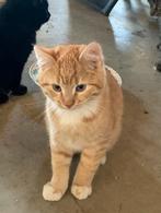 Kittens te koop, Dieren en Toebehoren, Katten en Kittens | Raskatten | Korthaar, Poes, Ontwormd