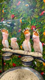 Inca kaketoe’s, Meerdere dieren, Papegaai, Pratend