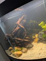 Aquarium hout groot, Dieren en Toebehoren, Vissen | Aquaria en Toebehoren, Ophalen, Zo goed als nieuw, Plant(en), Steen of Hout