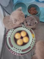 5Britse kortharige kittens te koop. Per 8 juli mogen ze weg.
