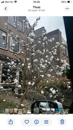 Magnolia Stellata 2.20 hoog twee armlengtes breed., Tuin en Terras, Planten | Bomen, Ophalen, Volle zon, Overige soorten
