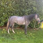 Super mooie b welsh met papier., Hengst, B pony (1.17m tot 1.27m), 3 tot 6 jaar