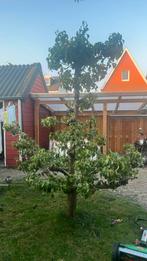 Mooie perenboom 38 jaar oud, Tuin en Terras, Planten | Fruitbomen, Ophalen, Lente, Volle zon, Perenboom
