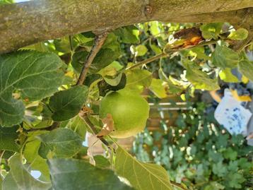 Appelboom granny smith  beschikbaar voor biedingen