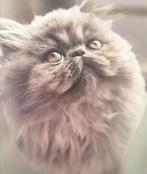 Perzische kitten, Kater, Ontwormd