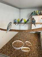 Grasparkietjes, Dieren en Toebehoren, Vogels | Parkieten en Papegaaien, Meerdere dieren, Parkiet