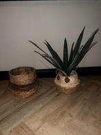 Kunstplant, Huis en Inrichting, Ophalen, Nieuw, Binnen