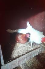 3 kippen te koop, Dieren en Toebehoren, Pluimvee, Vrouwelijk, Kip
