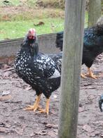 Prachtige zwart witte wyandotte haan, nog geen jaar oud, Dieren en Toebehoren, Pluimvee, Mannelijk, Kip