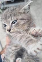 Britse korthaar., Dieren en Toebehoren, Katten en Kittens | Raskatten | Langhaar, Poes