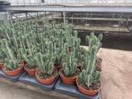 Cactus Euphorbia Polyacantha 17 cm pot totale hoogte 39cm, Minder dan 100 cm, Bloeiende kamerplant, Halfschaduw, Ophalen of Verzenden