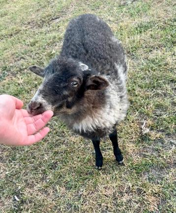 Super tamme knuffelram! beschikbaar voor biedingen