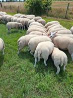 Te koop mooie goed ontwikkelde jonge dekrammen., Mannelijk, Schaap