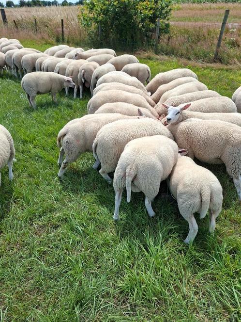 Te koop mooie goed ontwikkelde jonge dekrammen., Dieren en Toebehoren, Schapen, Geiten en Varkens, Schaap, Mannelijk