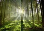 103 Green Forrest Vlies Fotobehang 350x250cm in 3 maten XXL, Huis en Inrichting, Stoffering | Behang, Ophalen of Verzenden, Minder dan 10 m²