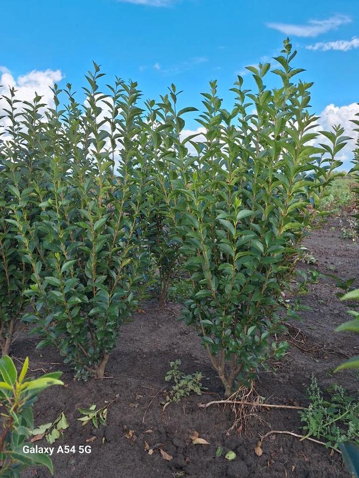 Ligustrum ovalifolium, liguster tot 125 cm, Tuin en Terras, Planten | Bomen, Overige soorten, 100 tot 250 cm, Volle zon, Zomer