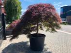 Japanse esdoorn Acer palmatum op stam inab shidara, Bloeit niet, Halfschaduw, 100 tot 250 cm, Zuilboom