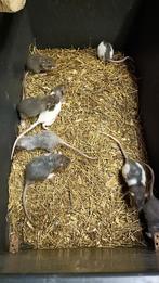 Mooie jonge Rex ratjes beschikbaar!, Dieren en Toebehoren, Knaagdieren, Augustus, Meerdere dieren, Rat