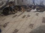Nog 2 kitten poesjes beschikbaar half Abessijn, Dieren en Toebehoren, Geslacht onbekend, 0 tot 2 jaar