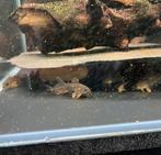 Corydoras Sterbai Jongen, Vis, Zoetwatervis, Schoolvis