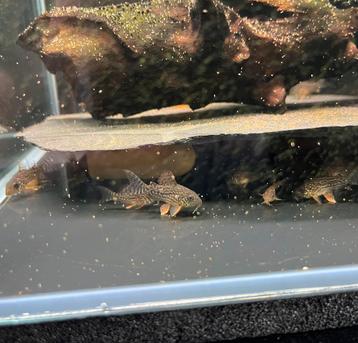 Corydoras Sterbai Jongen beschikbaar voor biedingen