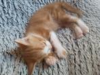 Bijzonder mooie kitten , rood mannetje, Dieren en Toebehoren, Katten en Kittens | Overige Katten, Meerdere dieren