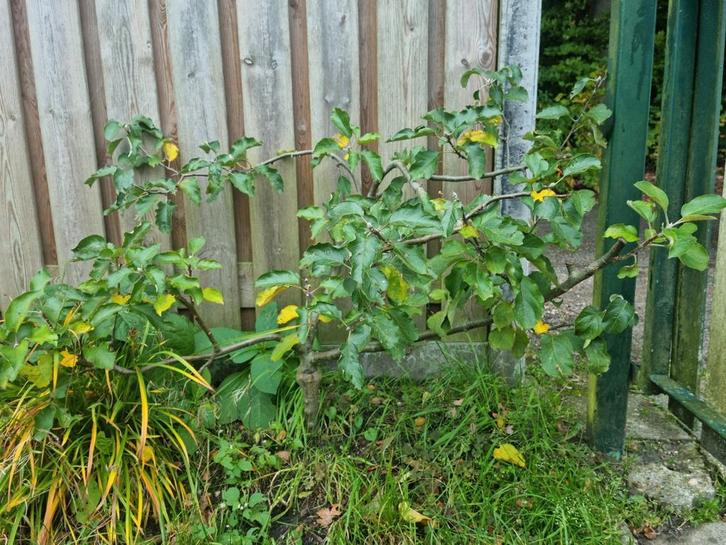 Prachtig klein appelboompje circa 60cm Afgelopen jaar appels, Tuin en Terras, Planten | Fruitbomen, Appelboom, Minder dan 100 cm