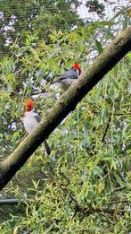 Roodkuif roodkuifkardinaal kardinaal man, Dieren en Toebehoren, Vogels | Overige Vogels, Meerdere dieren, Tropenvogel
