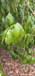 Gratis stekken van een Laurierskers zijn er behoorlijk veel., Tuin en Terras, Ophalen, 100 tot 250 cm, Overige soorten, Zomer