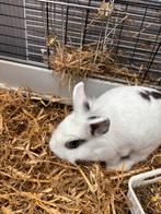 Dwerg konijn (Wit/zwart), Dieren en Toebehoren, Konijnen, Vrouwelijk, Dwerg