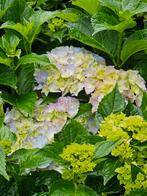 Boerenhortensia,  hortensia lichtroze/lila, Tuin en Terras, Planten | Tuinplanten, Vaste plant, Halfschaduw, Zomer, Ophalen