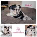 Unieke pups mixras met blauwe oogjes!, Parvo, 8 tot 15 weken, Meerdere, Meerdere dieren