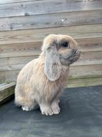 Lief hangoor konijn te koop, Dieren en Toebehoren, Konijnen, Vrouwelijk, Dwerg, Hangoor