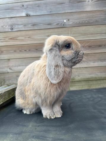 Lief hangoor konijn te koop  beschikbaar voor biedingen
