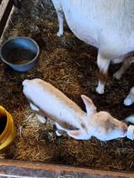 Fleslam ram., Mannelijk, Schaap