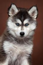 Lieve, Knappe Pomsky Puppy’s Beschikbaar, 8 tot 15 weken, Poolhond, Parvo, Meerdere