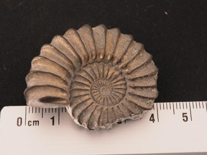 Pyriet Ammoniet, Verzamelen, Mineralen en Fossielen, Fossiel, Ophalen of Verzenden