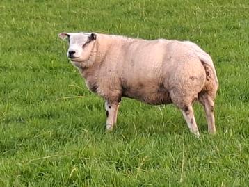 T.k. Dekrammen Boeren Texelaar.  beschikbaar voor biedingen