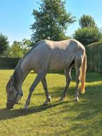 Mooie d pony, Dieren en Toebehoren, Paarden, Gechipt, Minder dan 160 cm, Ruin, 0 tot 2 jaar
