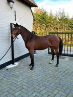 Newforest x nrps ruin pony, Dieren en Toebehoren, Pony's, Ruin, D pony (1.37m tot 1.48m), Gechipt, 3 tot 6 jaar