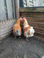 2 jonge  hanen, Dieren en Toebehoren, Mannelijk, Kip